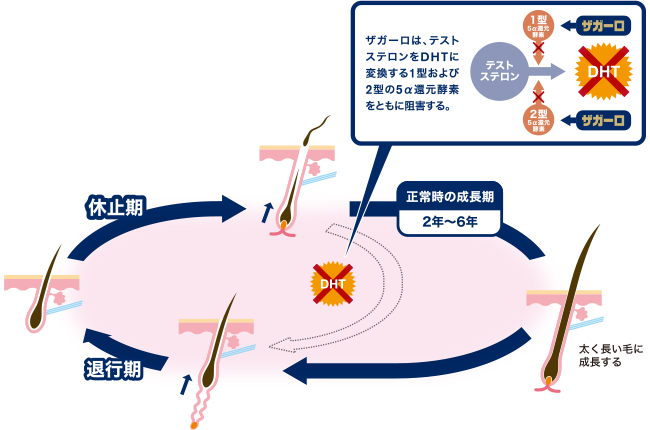 ヘアサイクルへの影響